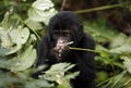 Baby Gorilla Feeding